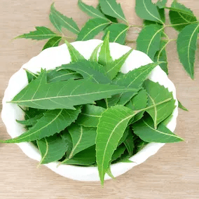 Elder Mahogany Neem