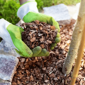 French Maritime Pine Bark Extract