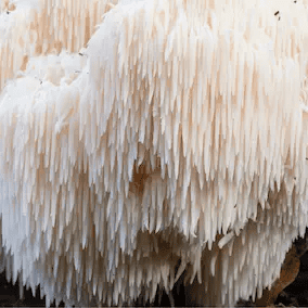 Yamabushitake Lion's Mane Mushroom